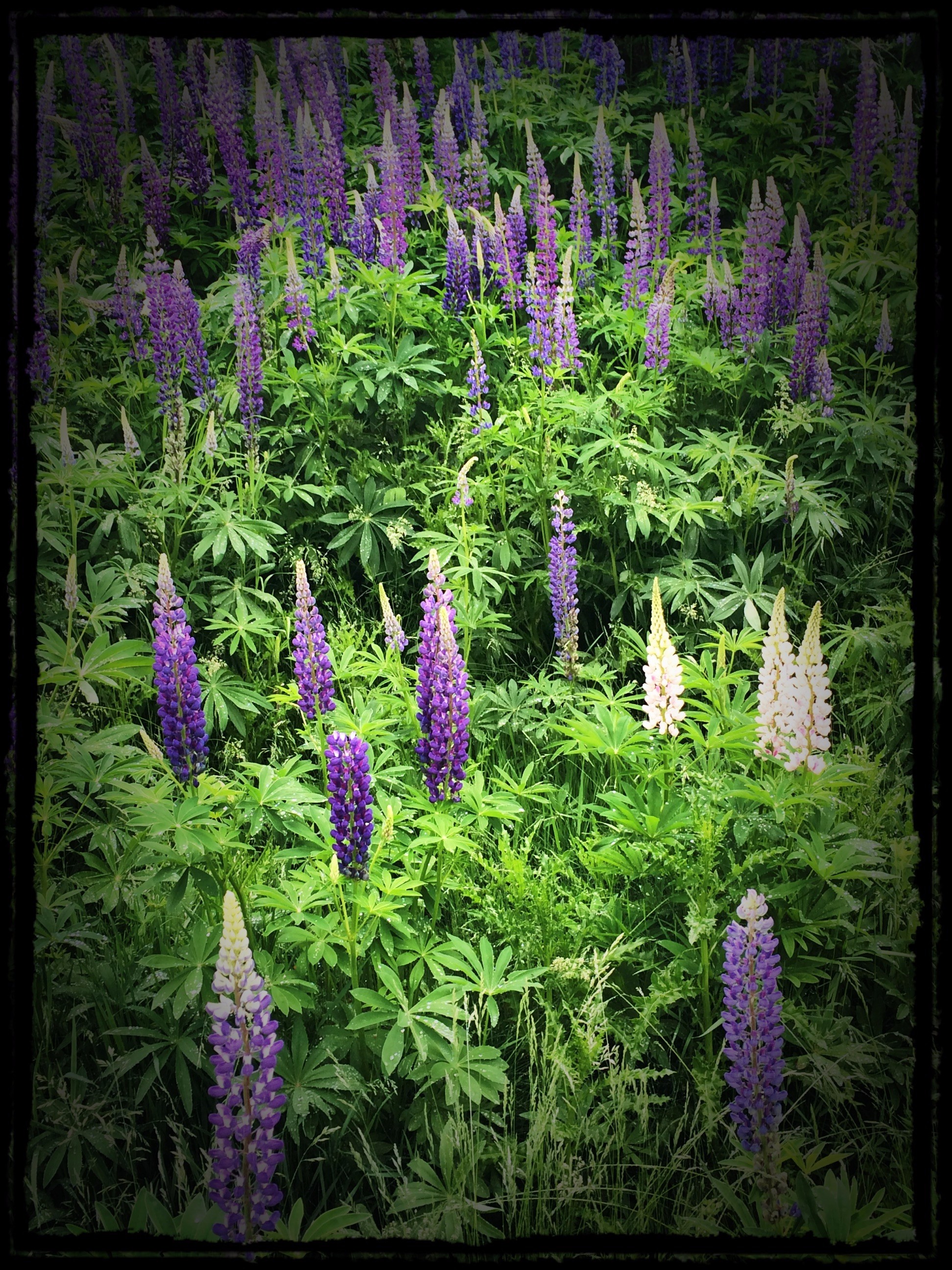 by Mary Turner: "Lots of Lovely Lupine" in Sun Valley These remind me of all the Lupine I saw in Sweden on the Solstice of 2012.